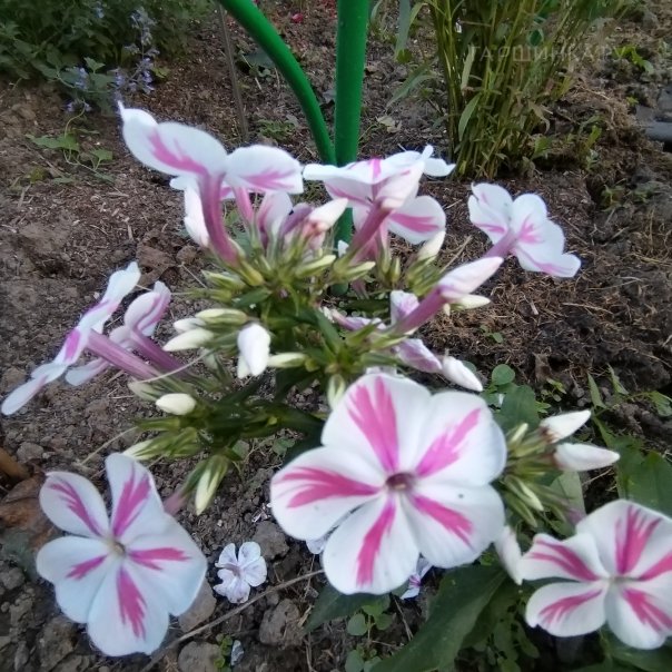 превью изображения отзыва