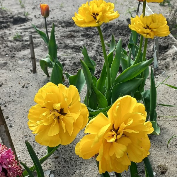 превью изображения отзыва