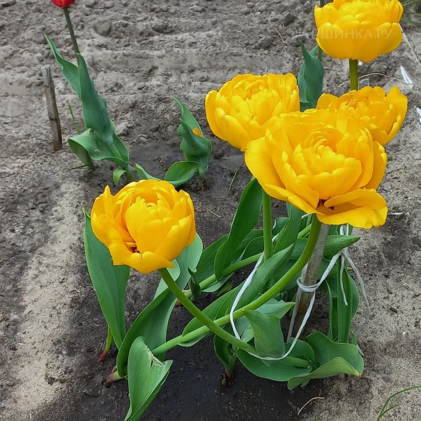 превью изображения отзыва