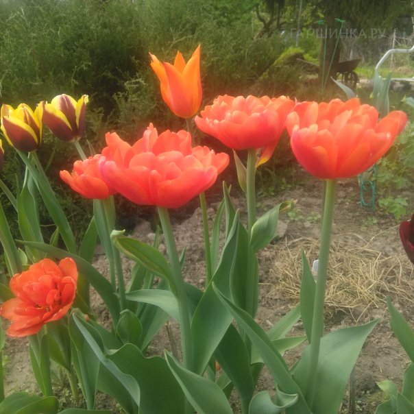 превью изображения отзыва