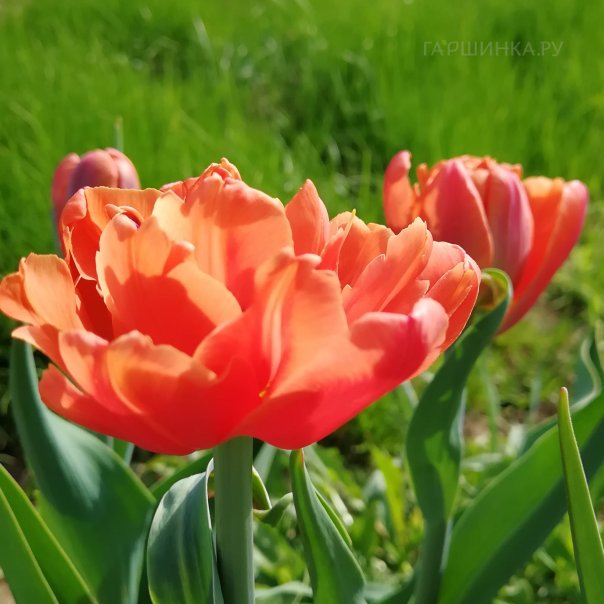 превью изображения отзыва