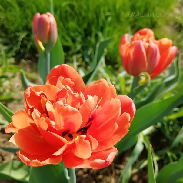 превью изображения отзыва