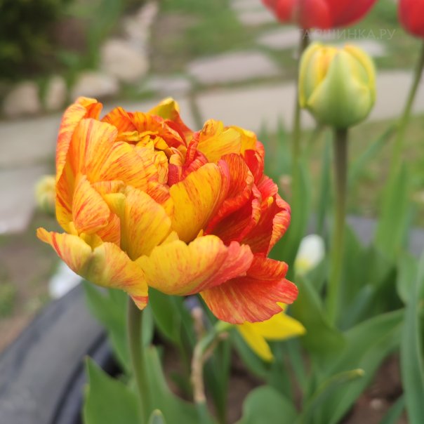 превью изображения отзыва