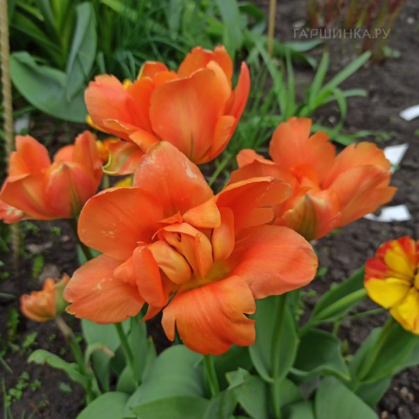 превью изображения отзыва