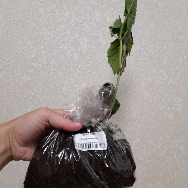 превью изображения отзыва