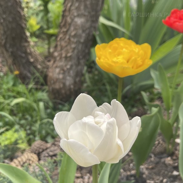 превью изображения отзыва