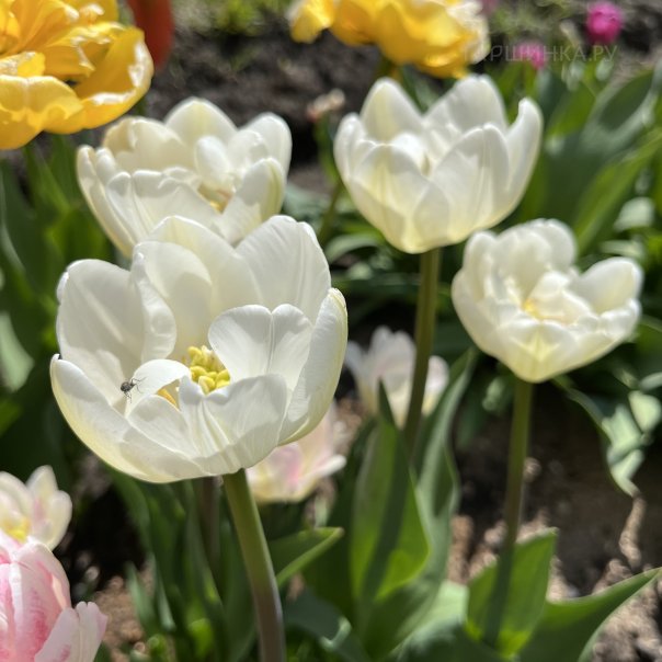 превью изображения отзыва