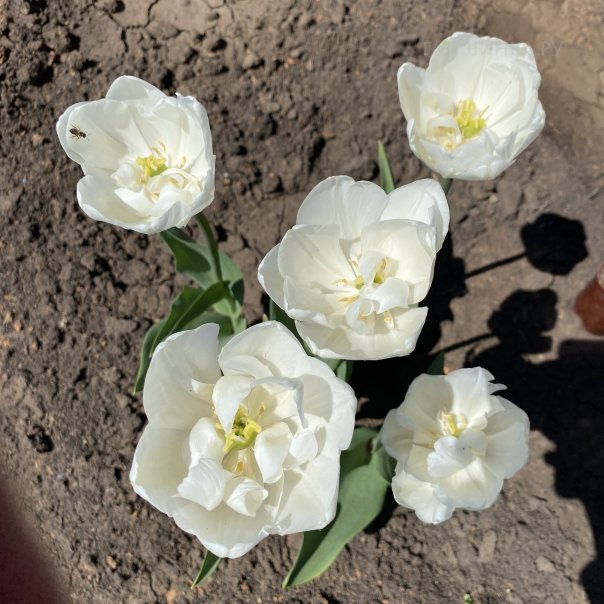 превью изображения отзыва