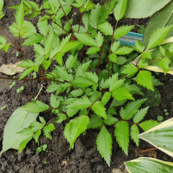 превью изображения отзыва