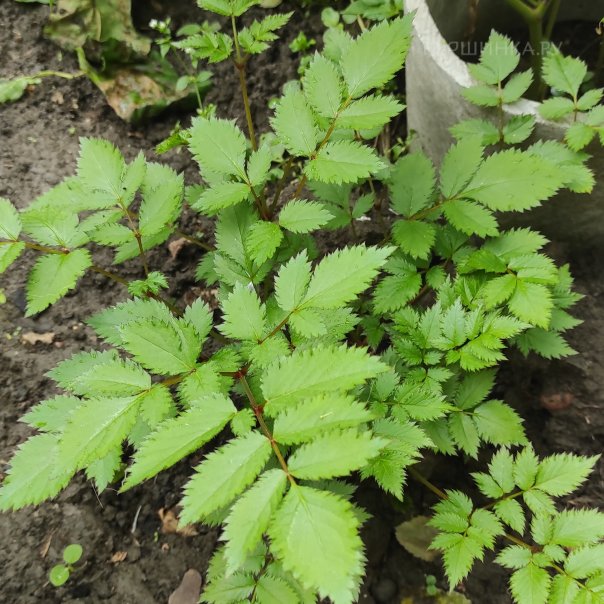 превью изображения отзыва