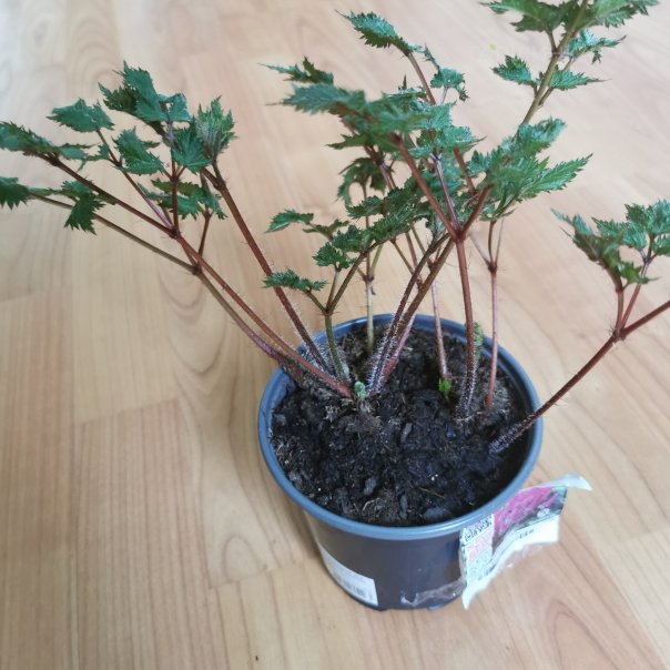 превью изображения отзыва