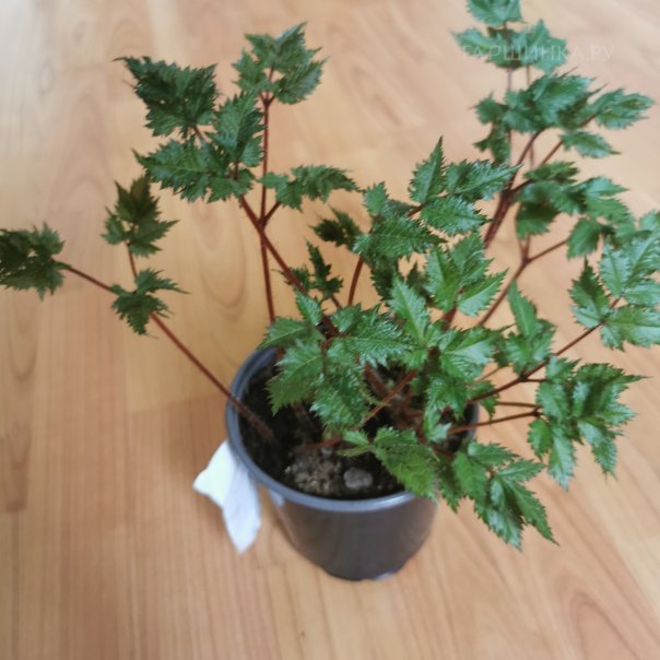 превью изображения отзыва