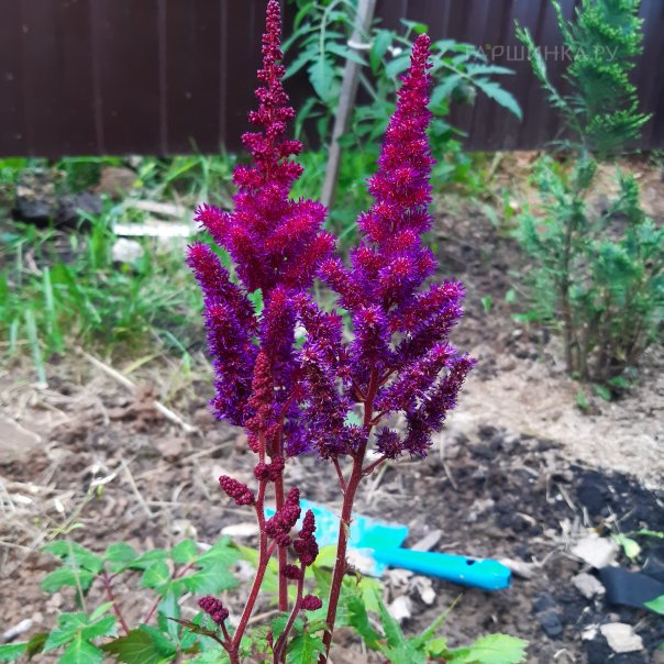 превью изображения отзыва