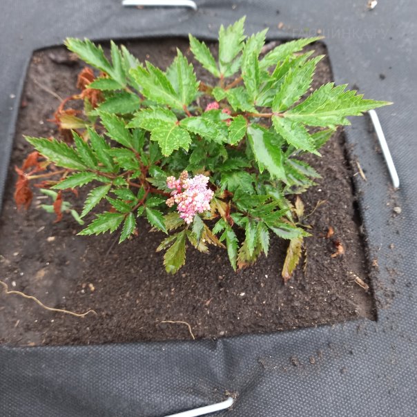 превью изображения отзыва