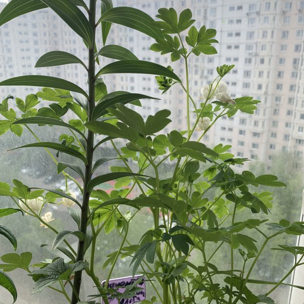 превью изображения отзыва