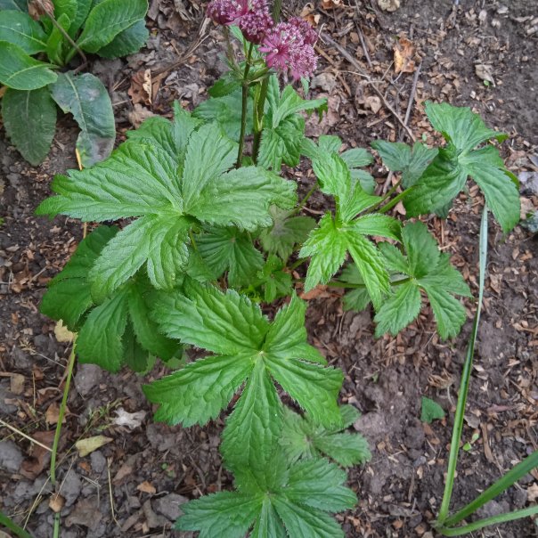 превью изображения отзыва