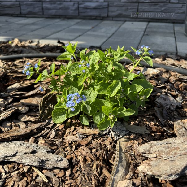 превью изображения отзыва