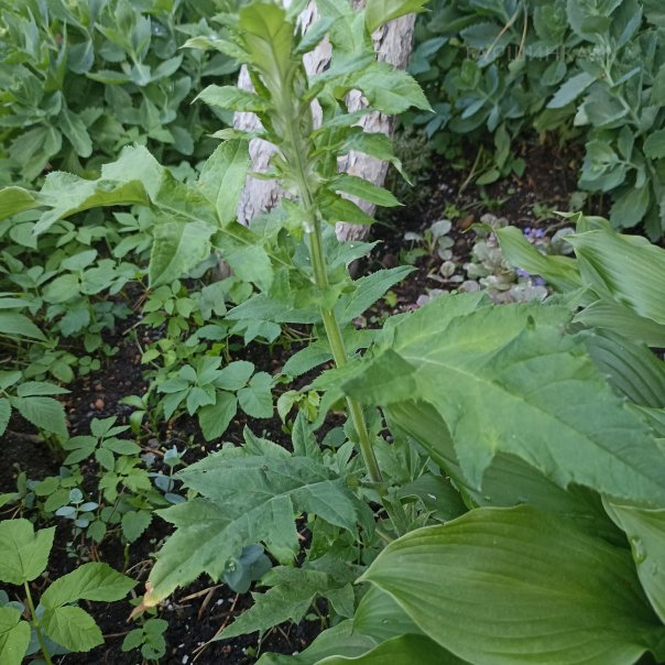 превью изображения отзыва