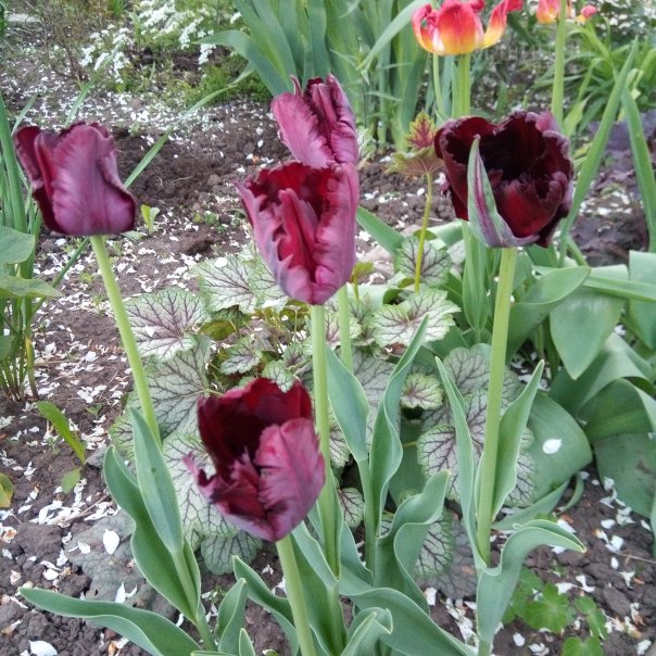 превью изображения отзыва