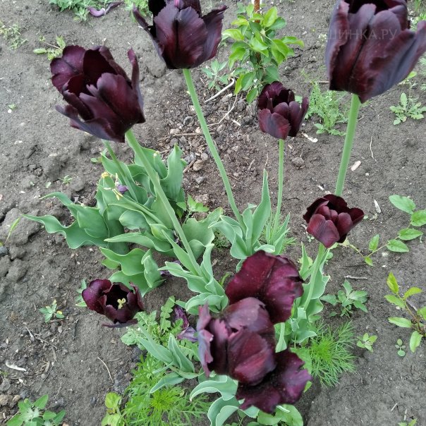 превью изображения отзыва