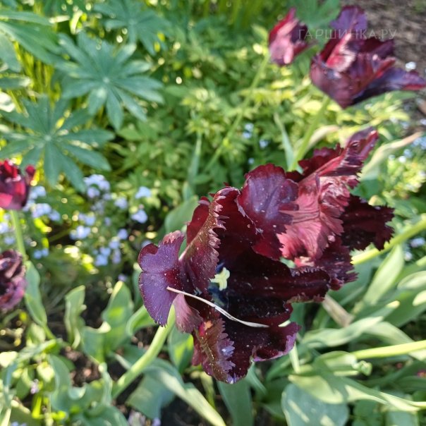 превью изображения отзыва