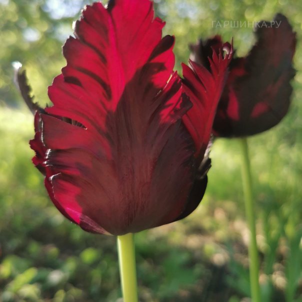 превью изображения отзыва