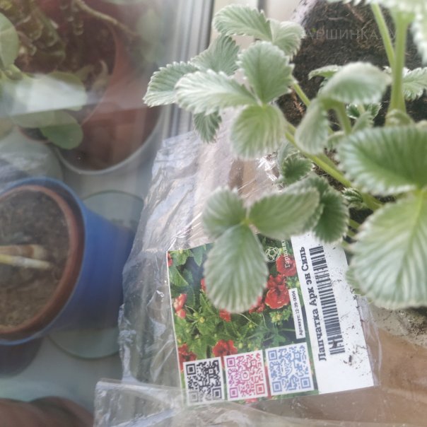 превью изображения отзыва