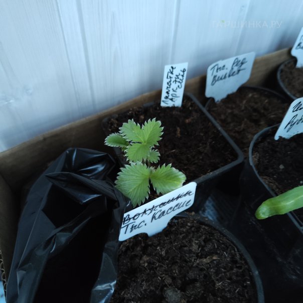 превью изображения отзыва