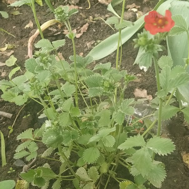 превью изображения отзыва