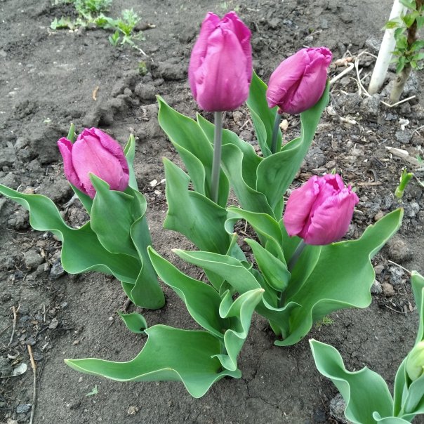 превью изображения отзыва