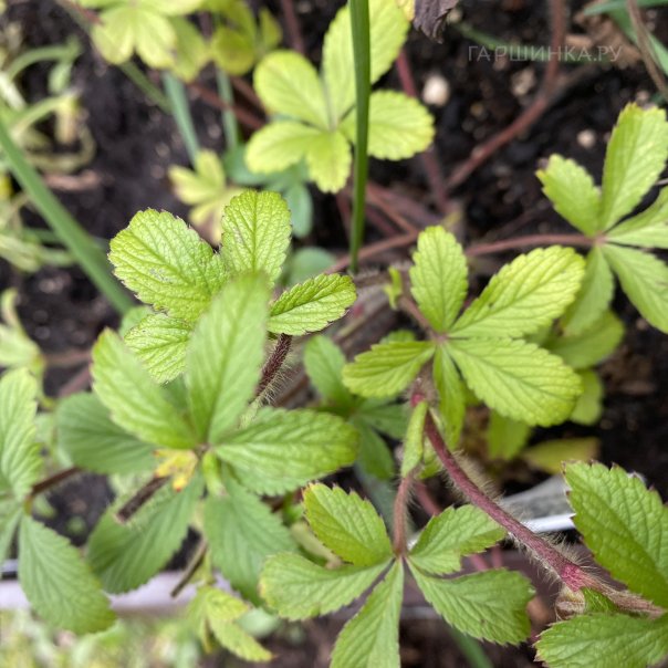 превью изображения отзыва