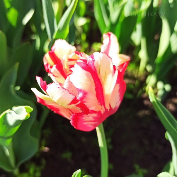 превью изображения отзыва