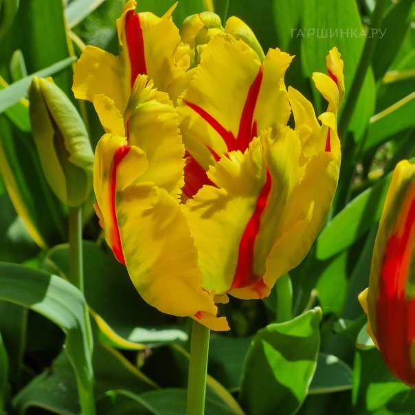 превью изображения отзыва