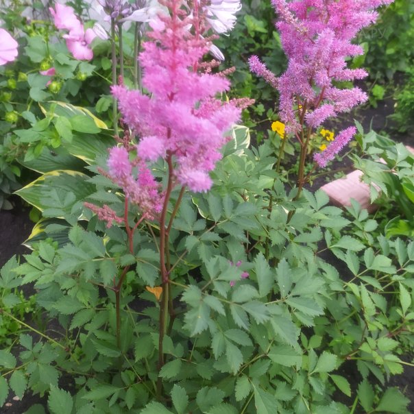 превью изображения отзыва