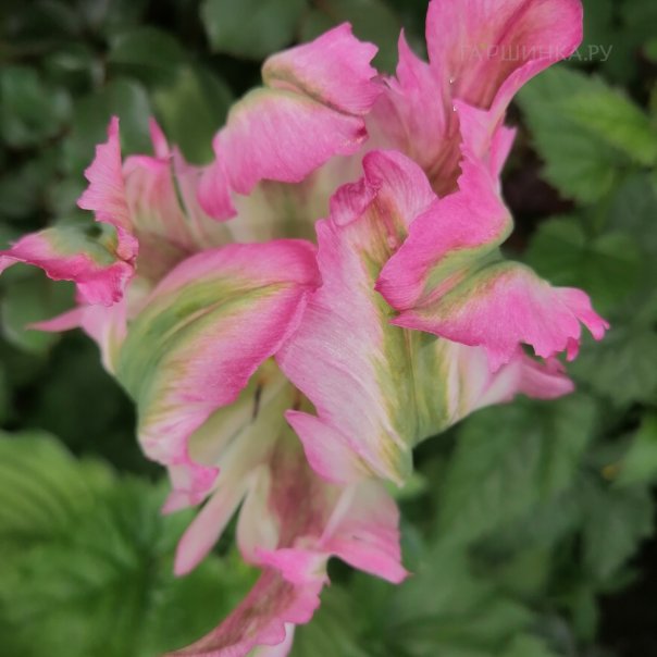 превью изображения отзыва