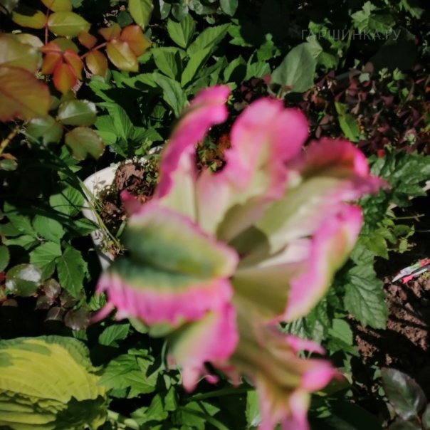 превью изображения отзыва