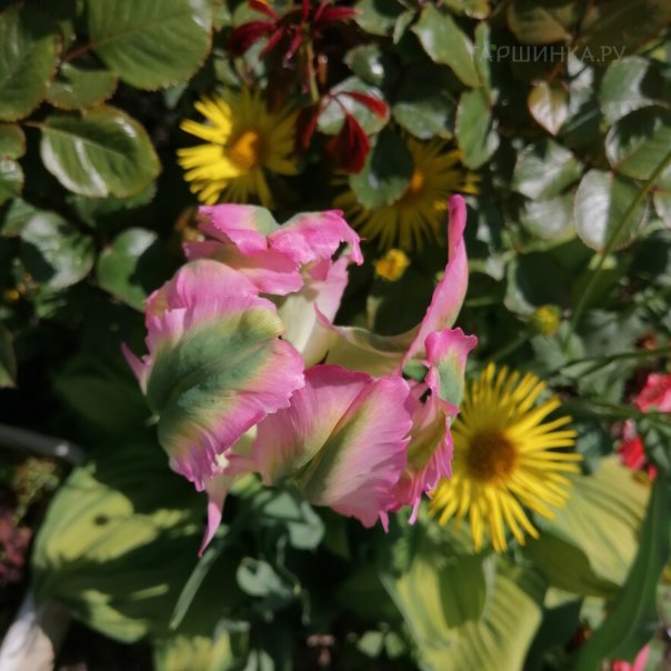 превью изображения отзыва