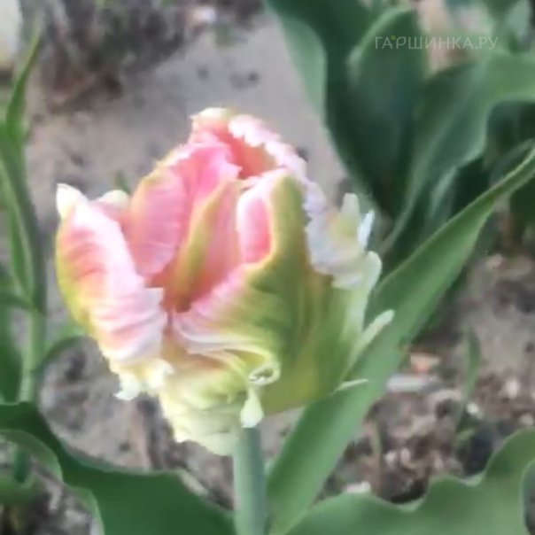 превью изображения отзыва