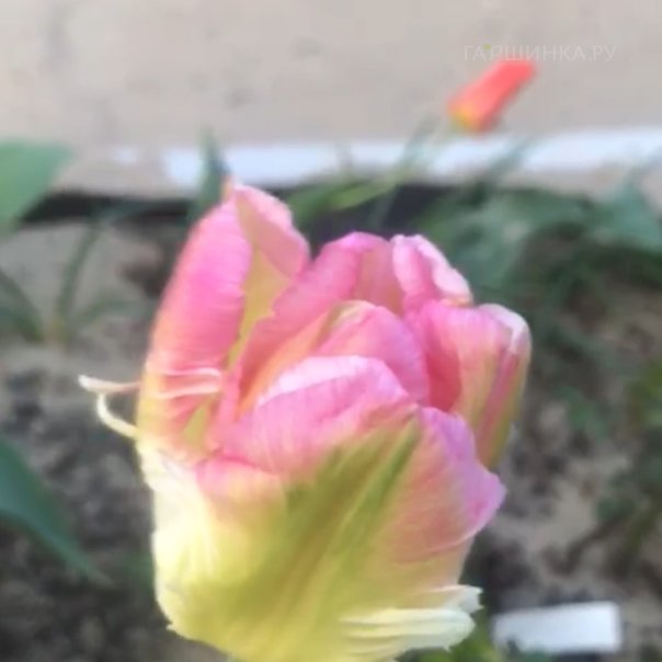 превью изображения отзыва