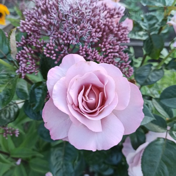 превью изображения отзыва