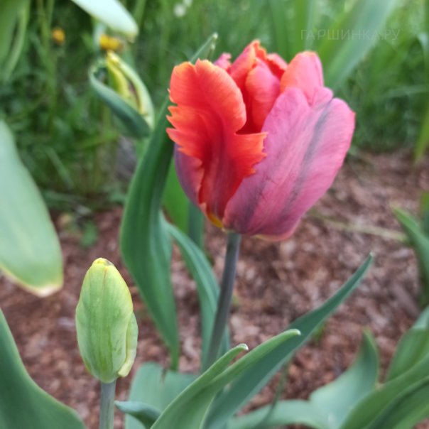 превью изображения отзыва