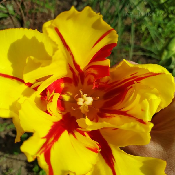 превью изображения отзыва