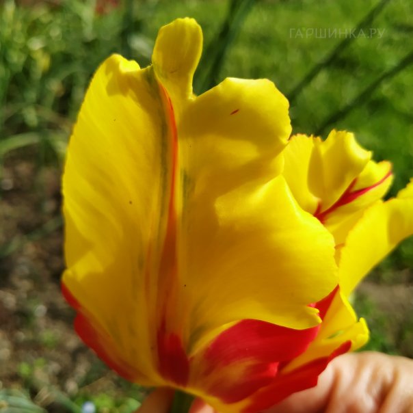 превью изображения отзыва