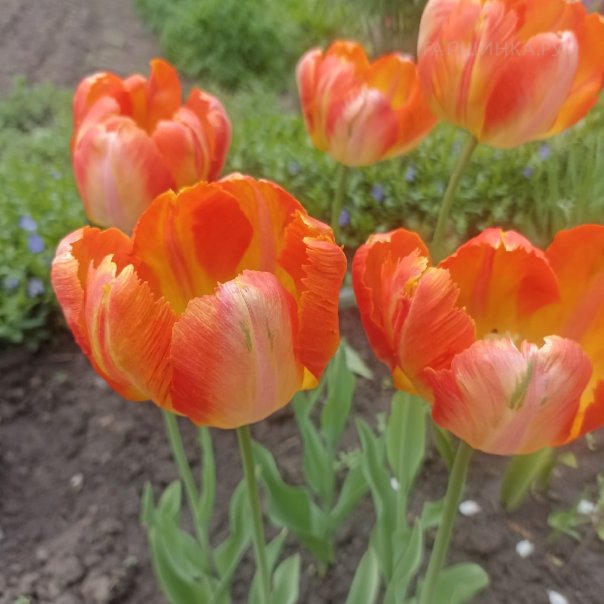 превью изображения отзыва