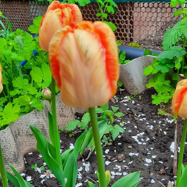 превью изображения отзыва