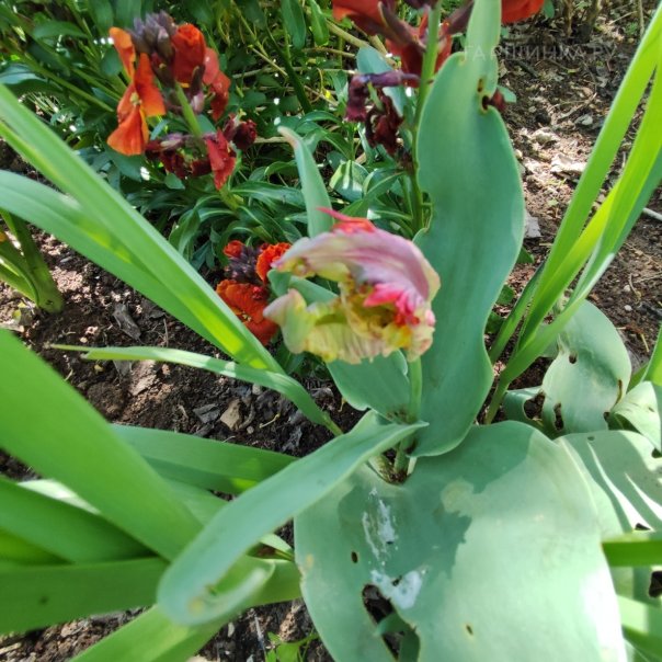 превью изображения отзыва