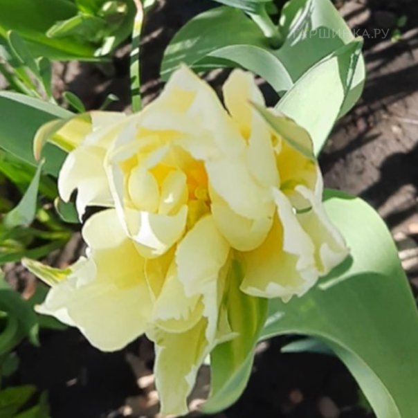 превью изображения отзыва