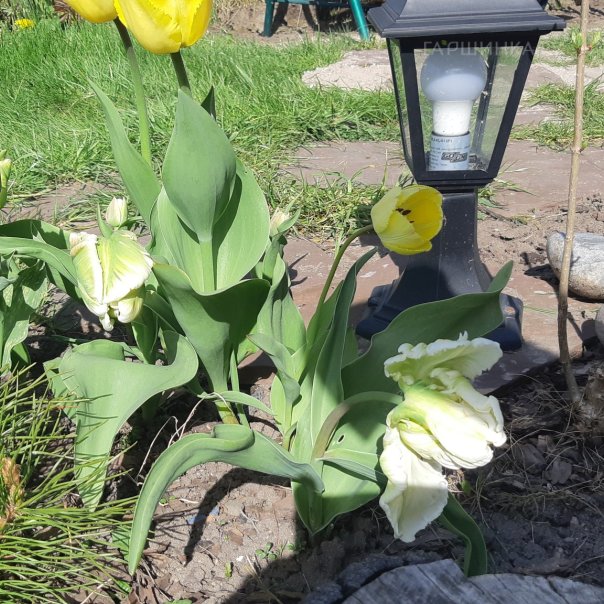 превью изображения отзыва