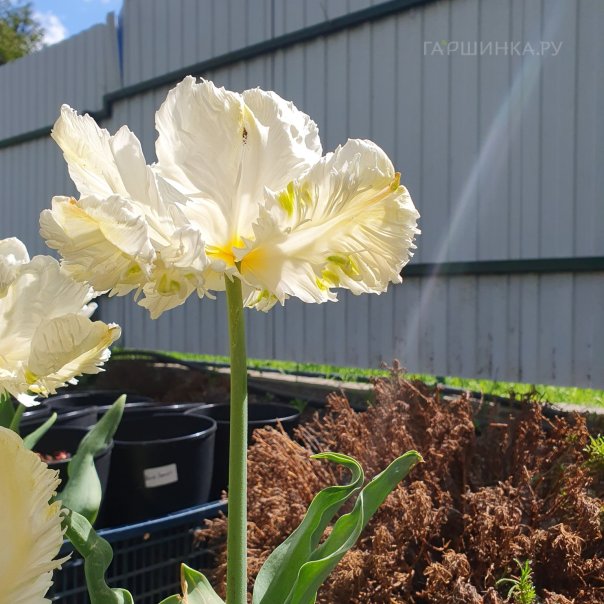 превью изображения отзыва