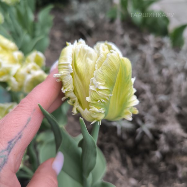 превью изображения отзыва